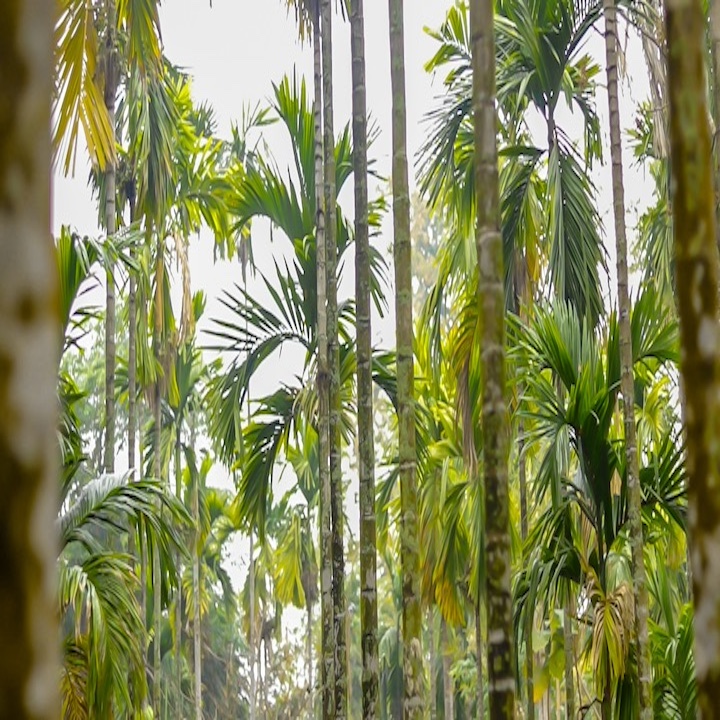 Capacity Development Training for Farmers and Leaf Collection Center Management